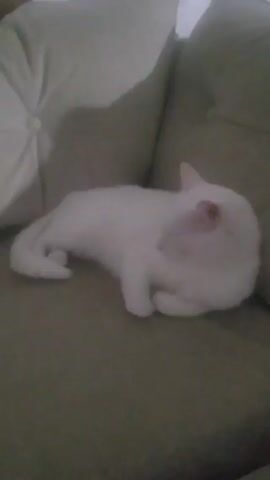 A video shows a white cat curled up and sleeping on a light brown couch. A light-colored pillow is behind the cat. Another cat, orange in color, is sleeping on top of the pillow.