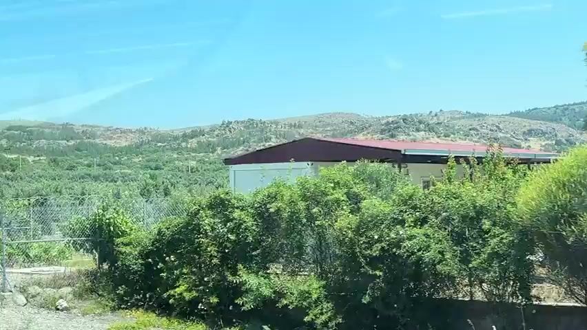 The video shows a view from a moving vehicle, likely a car, traveling through a rural landscape. The dominant feature is an olive grove, with rows of olive trees stretching across the frame. In the foreground, a metal gate with chain-link fencing is visible, suggesting the entrance to the grove. The terrain is undulating, with hills in the background covered in sparse vegetation and rocks. The sky is clear and blue, indicating a sunny day. The camera pans slightly, capturing the expansive nature of the grove and the surrounding countryside. There are no people or animals visible in the footage. The overall impression is one of agricultural land and natural scenery, likely in a Mediterranean climate.