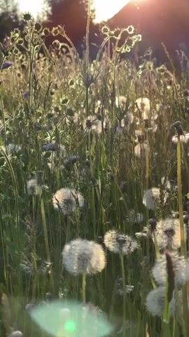 The video shows a field of tall grass and dandelions bathed in sunlight. The camera pans upwards to reveal a glimpse of a building in the background.  The sun is partially obscured, creating a lens flare. The light makes the dandelion seeds appear luminescent.