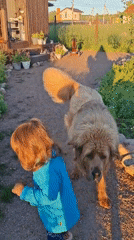 Kid and fluffy dogs hang out in a Russian backyard