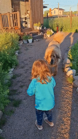Kid and fluffy dogs hang out in a Russian backyard