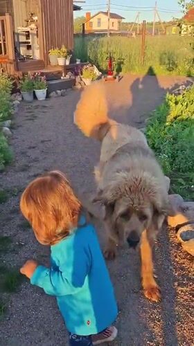 Kid and fluffy dogs hang out in a Russian backyard