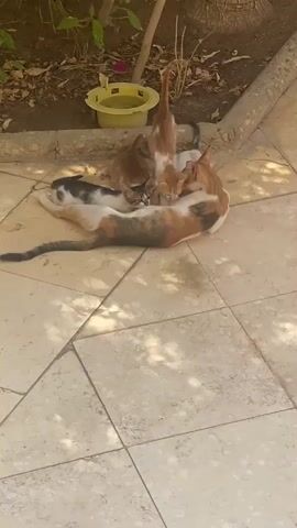 A calico cat lies on a tiled surface, surrounded by four kittens. Three kittens are nursing from the calico cat, while one kitten is positioned near its head. The environment appears to be outdoors, with plants and dirt visible in the background. A yellow bowl containing liquid is also present. The scene is illuminated by natural light, casting shadows on the tiles.