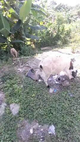 The video shows a rural scene with several sheep grazing and wandering. In the foreground, a sheep with white and black markings is seen eating grass near some debris, including plastic bags and pieces of rubble. In the background, more sheep are visible, as well as lush vegetation, including large-leafed plants, likely banana trees, and other foliage. A few structures, possibly houses or sheds, can be seen in the distance, along with a clear blue sky. The overall impression is of a natural, somewhat unkempt environment where livestock are present.
