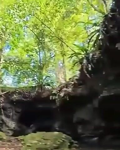 The video shows a natural scene. It appears to be a forest or jungle with lush green foliage. There is a rocky formation, possibly a cave entrance or overhang. A small stream or body of water is visible in the foreground. The lighting suggests it is daytime, with sunlight filtering through the trees. There are no people or discernible man-made objects in the video. The camera appears to be moving slowly, panning across the landscape.