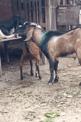 Goats feeding and grazing in a dusty Lhokseumawe enclosure