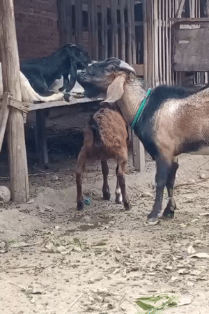 Goats feeding and grazing in a dusty Lhokseumawe enclosure