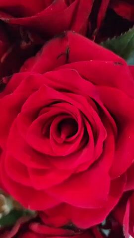 This is a close-up video of several red roses. The roses appear to be in full bloom and are arranged together. The lighting is dim, and the focus is primarily on the intricate details of the rose petals. Some of the roses have a slightly velvety texture, and a few appear to have small water droplets on their petals, suggesting they may have been recently watered or misted. The background is dark and out of focus, emphasizing the vibrant red of the roses. The camera slowly pans and zooms, revealing different angles and textures of the flowers. There are no people or any other objects visible in the frame.