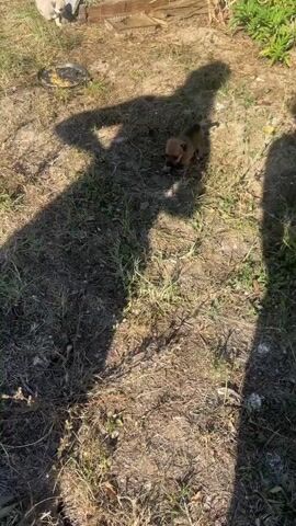 A small brown puppy with dark markings walks on dry grass and dirt. The puppy is casting a shadow on the ground. A shadow of a person is also visible in the upper left part of the frame. A metal dish is on the ground behind the puppy.