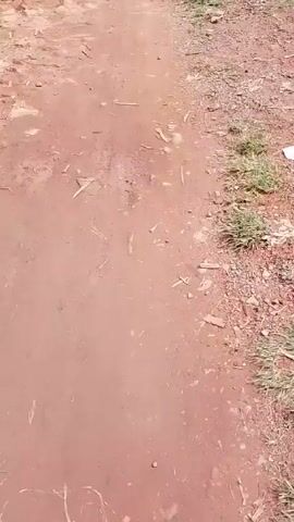 A video shows a dirt road. The camera points down the road, and two people are walking away. One is wearing a white shirt and blue jeans, and the other is wearing a gray shirt and dark jeans. They are both carrying bags. The road is uneven and has loose dirt and rocks. There is grass growing on the side of the road. Buildings are visible in the background.