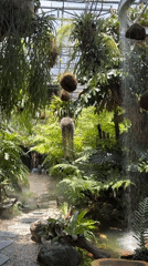 Indoor tropical garden with koi pond documented in Đà Nẵng