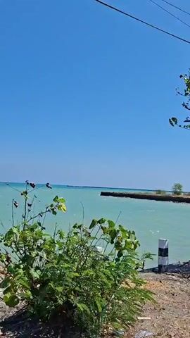 The video shows a tree with green leaves and a blue sky. The tree is in front of a body of water that appears to be a lake or the sea. There are also some white and black posts along the water's edge, suggesting a pathway or pier. The overall scene is bright and sunny, with calm water. The camera pans slightly, giving a view of the tree from different angles.