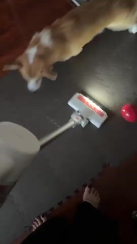 The video shows a first-person perspective of someone vacuuming a room with a cordless stick vacuum. The vacuum is white with a silver extension and a white head that has a lighted brush roll. The person's bare feet are visible in the lower part of the frame, and they are wearing black pants. The floor is covered in a dark gray interlocking foam mat, with a section of dark brown wood floor visible along the top and bottom edges. A small, light brown dog walks into the frame at the top left. The vacuum is being used on the foam mat.