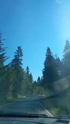 The video shows a view from inside a car driving on a winding road through a forest. Tall evergreen trees line both sides of the road, and the sky is a clear, bright blue with the sun shining. The camera appears to be mounted on the dashboard or windshield, looking forward and slightly to the right. The road surface is asphalt, and there is a guardrail visible on the left side of the road. The sun's rays are glinting off the trees and the windshield, creating lens flare in some parts of the footage. The car is in motion, indicated by the movement of the trees and the road ahead. There are no people visible inside the car or outside on the road. The environment is natural and seems to be a temperate forest. The footage is shot in daylight.
