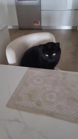 The video shows a black cat sitting in a white chair at a white table with a decorative placemat. A person's hand places a small, stainless-steel bowl of white liquid on the table in front of the cat. The cat looks at the bowl. In the background, there is a stainless-steel dishwasher and light-colored wooden flooring.