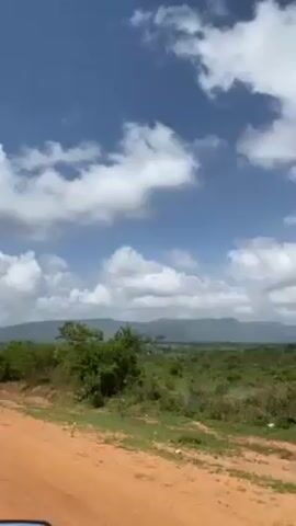 The video shows a landscape view on a sunny day.  A dirt road, reddish-brown in color, occupies the lower left corner of the frame. Beyond the road, there's a line of green vegetation, comprised mostly of bushes and small trees. Further into the distance, the landscape stretches toward a horizon line of mountains. The sky dominates the frame, showing a bright blue sky dotted with numerous puffy, white clouds. Small, dark birds fly across the sky.