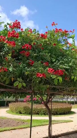 The video opens with a close-up of a vibrant red flowering vine with lush green leaves, supported by a wooden trellis. The vine is in full bloom against a clear blue sky with scattered white clouds. The camera then pans to the left, revealing a pathway lined with trees and more greenery. As the camera continues to move, it captures a wider view of a park-like setting with manicured bushes, tall trees, and paved walkways. The scene appears serene and well-maintained, bathed in bright daylight. The latter part of the video shows a person's feet walking on a cobblestone path. The person is wearing dark pants and sneakers. The path is bordered by green grass and foliage. The overall environment suggests a park or garden.