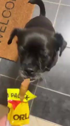 Okay, here's a detailed description of the video:

The video shows a black dog with white markings on its chest and paws. It's standing on a gray tiled floor with a brown "WELCOME" mat in the background. A hand holding a yellow and red dog treat wrapper with a brown dog treat protruding from it appears in the foreground. The dog initially looks up at the treat, and then begins to jump up and down, reaching for the treat. The video ends with the dog still jumping.  In the background, a blue cloth and a peach-colored cloth can be seen on the floor.