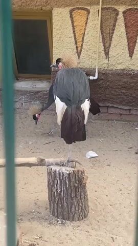 The video shows two crowned cranes in an enclosure with a sandy ground. One crane, facing away from the camera, is perched on a tree stump and is mostly grey with white and brown feathers. The other crane, facing left, is mostly black and is foraging on the ground. The background includes a building with a window and decorative elements, as well as a green fence in the foreground. The lighting suggests it is daytime.