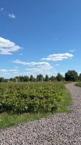The video shows a landscape with a bright blue sky dotted with white clouds. In the foreground, there is a field of lush green plants, possibly crops or wildflowers, with some darker foliage interspersed. To the right, a gravel path curves away into the distance. In the middle ground, beyond the field of plants, a line of trees forms a backdrop. Scattered amongst the trees are several white objects that appear to be statues or sculptures. Two of these objects are identifiable as small, stylized windmills, one light green and the other white and blue. The overall impression is of a rural or park-like setting on a sunny day.