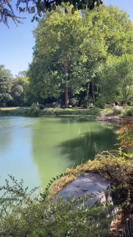 The video pans across a serene natural scene featuring a tranquil body of water, possibly a lake or pond, with a greenish hue. Lush green trees and foliage surround the water, with some branches and leaves framing the foreground of the shot. The sky is a clear, bright blue, indicating a sunny day. In the distance, on the far bank of the water, there appears to be a grassy area with scattered trees and hints of people enjoying the park. The overall atmosphere is peaceful and invites a sense of calm.