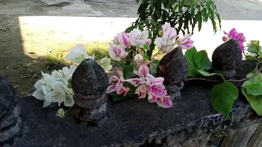 The video shows a close-up shot of a stone railing decorated with bougainvillea flowers. The flowers are a mix of white and pink. There are several dark, conical stone posts along the railing. The background is out of focus, but appears to be an outdoor setting with some greenery and a light-colored ground. The lighting suggests it is daytime, possibly sunny. The camera is stationary.