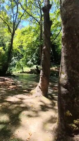 The video shows a stream flowing through a wooded area. Sunlight filters through the trees, creating dappled shadows on the ground. In the background, a building with multiple floors and balconies is visible through the trees. The trees in the foreground have rough bark and are covered in moss in some areas. One of the trees has a distinctive twisted trunk. Leaves are scattered on the ground near the stream. The water appears clear and shallow in some parts, with small rocks visible beneath the surface. The overall atmosphere is peaceful and natural.