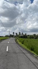Rural road through rice paddies captured in Selemadeg, Indonesia