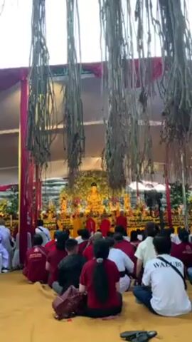 Certainly! Here's a description of the video:

**Scene:** An outdoor gathering under a large tent-like structure.

**People:** A large group of people are seated on the floor facing a golden Buddha statue. Many are wearing maroon or white shirts. Some are dressed in Buddhist robes. 

**Objects:** 
*   A golden Buddha statue is prominently displayed on a raised platform.
*   Various offerings and decorations surround the Buddha.
*   Hanging from above are thick, dangling ropes or vines that seem to form part of the tent's structure.

**Actions and Interactions:**

*   The people are engaged in a religious ceremony or prayer.
*   Some individuals appear to be leading the ceremony from the front of the gathering.

**Environment:** 
*   The setting appears to be outdoors, with a tent or canopy providing cover.
*   The flooring is a sandy or earthy color.
*   The overall atmosphere seems peaceful and reverent.