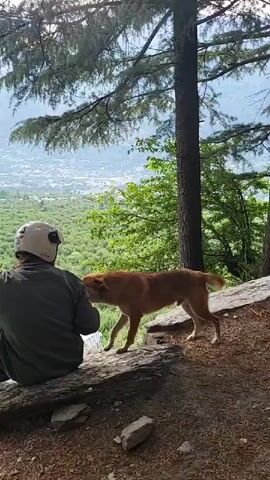 A medium shot captures a man wearing a helmet sitting on a ledge, gazing at a valley below, interacting with a light brown dog. The man, wearing a green shirt and dark pants, is seated with his back to the camera. The dog stands beside him, nuzzling his neck, and the man reaches out to pet it. The scene is set atop a small hill amidst tall pine trees. In the distance, a lush green valley spreads out, with buildings visible further down. The lighting suggests it is either early morning or late afternoon.