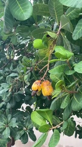 A video captures a close-up view of cashew apples growing on a tree branch. The cashew apples are a vibrant yellow-orange color, with some showing signs of ripeness and slight browning. They hang in clusters, attached to the branch by thin stems. Large, green leaves with prominent veins surround the fruit, creating a lush backdrop. In the background, other cashew apples and leaves are visible, suggesting a bountiful harvest. The lighting is natural, hinting at an outdoor environment. The camera focuses on the cashew apples, highlighting their texture and color.