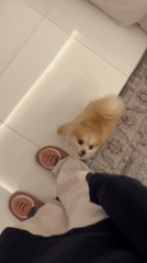 Person plays with small dog indoors in Kuta Selatan