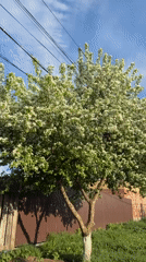 Blooming white tree documented in Votkinsk, Russia