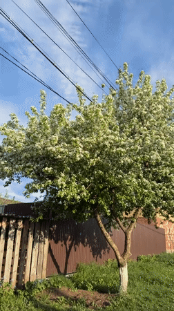 Blooming white tree documented in Votkinsk, Russia