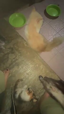 A low-angle shot shows several cats on a textured floor. In the foreground, a person's bare left foot with black nail polish is visible on the left. To the right of the foot, a calico kitten lies on its back, looking up. Further to the right, another cat, with brown and white fur, is partially visible, lying near a person's leg clad in green pants. In the middle ground, a fluffy orange and white cat sits facing away from the camera. Two green bowls are visible, one on the left and one on the right. The environment appears to be indoors, with a tiled surface to the right of the cats and a rougher, possibly concrete, floor in the foreground. The lighting is dim.