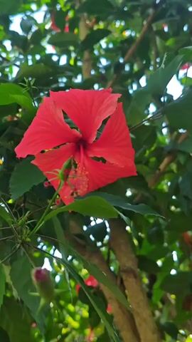 The video shows a close-up, slightly shaky view of a red hibiscus flower in bloom. The flower is in focus and is surrounded by green leaves and branches. A bud is visible below the flower, and other red flowers can be seen in the background. The lighting suggests it is daytime, and the setting appears to be outdoors in a natural environment, likely a garden or park. The camera movement is minimal, primarily a slight zoom or pan. No people are visible in the video.