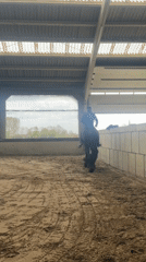 Horse rider practices in indoor arena in Estaimpuis