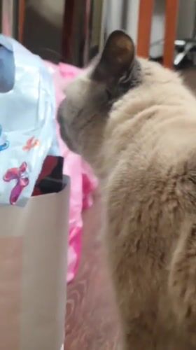 Siamese cat explores a Krasnoyarsk apartment floor