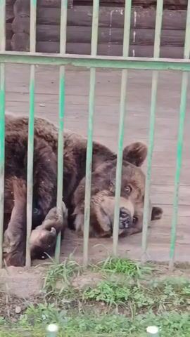 The video shows a brown bear lying on its side behind a green metal fence. The bear appears to be in an enclosure with a wooden floor and some patches of grass. The bear's head is resting on the ground, and its eyes are open. The bear briefly rolls over to its other side before settling back down.