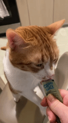 Domestic life with orange cat documented in Bar, Montenegro