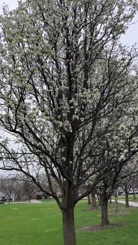 The video presents a static shot of a tree fully blossomed with white flowers, standing in a grassy area adjacent to a row of similar trees. The trees line a sidewalk or pathway. In the background, residential houses can be seen under a cloudy sky. A car is briefly visible moving behind the trees.
