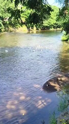 This media file captures a serene natural scene on a clear, sunny day. The primary subjects are a flock of geese swimming and preening in a wide, calm river. A few ducks are also present, some on a small sandy bank on the right side of the frame, and others in the water. The river is bordered by lush green trees and foliage, suggesting a location with abundant natural beauty. The water appears slightly murky, with sunlight dappling its surface and the riverbed below. The time of day appears to be daytime, with bright sunlight casting shadows. The overall atmosphere is peaceful and tranquil, evoking a sense of calm and natural harmony. There are no discernible people or text within the frame. The setting strongly aligns with a natural riverside environment, potentially a park or nature reserve. The presence of various waterfowl suggests a healthy and established ecosystem.