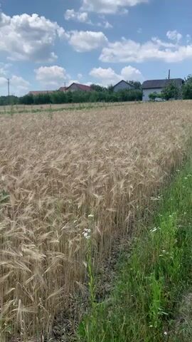 The video showcases a picturesque rural landscape in Zamostia, Ukraine. The primary subject is a vast, golden field of ripe wheat or barley, its stalks swaying gently in the breeze under a bright blue sky dotted with fluffy white clouds. The sun appears to be high, suggesting it's midday on a clear, fair-weather day.

On the right side of the frame, a strip of lush green grass and wildflowers borders the cultivated field, adding a vibrant contrast to the warm tones of the grain. In the background, several houses with red and gray roofs are visible, nestled among trees, indicating a small village or rural settlement. The overall scene evokes a sense of tranquility and the abundance of nature, typical of agricultural countryside during harvest season.

There are no people or explicit objects of interest beyond the natural elements and the distant houses. The activity, if any, is implied by the ripeness of the crop – the preparation for or the early stages of harvest. The emotion conveyed is one of peace and natural beauty. No text is visible in the media.