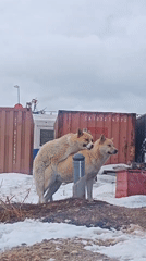 Dogs and forest scenes documented in Russia