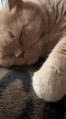 Domestic life moments captured: sleeping cat, playing children, rainy backyard