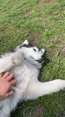 Woman plays with husky, takes selfie in Izhevsk park