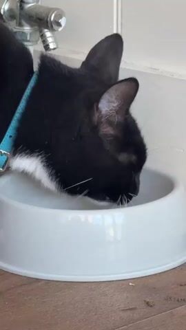 The video shows a close-up of a black and white cat drinking from a white bowl. The cat has a turquoise collar. The bowl is on a wood floor, next to a white wall with a faucet fixture. The cat's tongue is visible as it laps the liquid in the bowl.
