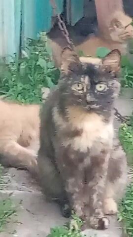 The media file shows a close-up of two cats in an outdoor setting. The foreground features a tortoiseshell cat sitting upright and looking directly at the camera with bright green eyes. This cat has a mixed coat of black, brown, and orange patches, with a white chest and paws. Its fur appears somewhat ruffled. A thin metal chain is visible around its neck, attached to an unseen anchor point above.

Behind the tortoiseshell cat, a ginger kitten is partially visible, lying down and facing away from the camera. Its head is turned slightly to the left, and it appears to be looking towards something off-screen. The kitten's fur is a uniform light orange color.

The setting is grassy with some dirt or gravel on the ground. Green foliage and plants surround the cats. In the background, parts of a wooden structure and a teal-colored wall or fence are discernible, along with a hint of a dark shape that could be another animal. The lighting suggests it is daytime, possibly sunny, given the bright appearance of the cats' eyes. The overall mood is calm, with the focus on the two felines in their natural environment. There is no visible text in the media file.