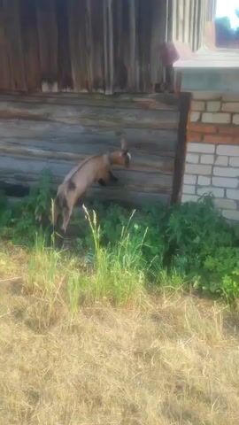 In a rural setting in Sokolovo, Russia, a light brown goat is captured in motion. The goat is positioned on a wooden fence, with its hind legs extended as if it's jumping or about to jump. The fence appears weathered and is constructed from horizontal wooden planks. To the right of the wooden fence, there is a section of brickwork, suggesting a building or structure.

The ground in front of the fence is covered in dry, yellowish grass and some green foliage, indicating a dry or late summer season. The lighting suggests it is daytime, possibly late afternoon, with sunlight casting shadows. The scene appears to be outdoors, in a yard or on the edge of a property. The overall atmosphere is one of natural, everyday life in the countryside. There is no visible text in the media.