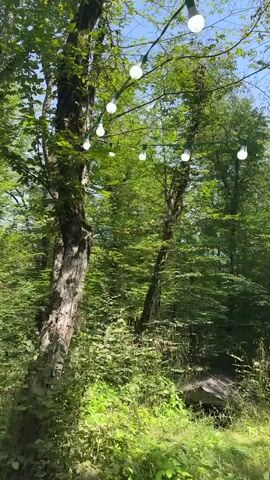 A daytime view of a wooded area where a string of white lights is hung between trees. The lights are illuminated. The trees are lush with green leaves, and sunlight filters through the canopy. The ground is covered with grass and undergrowth. In the lower right quadrant of the image, a small, dark, triangular-shaped structure with a sloped roof is partially visible amongst the foliage. The camera is positioned at a low angle, looking up towards the trees and the lights. The overall impression is one of a natural, outdoor setting with a decorative lighting installation.